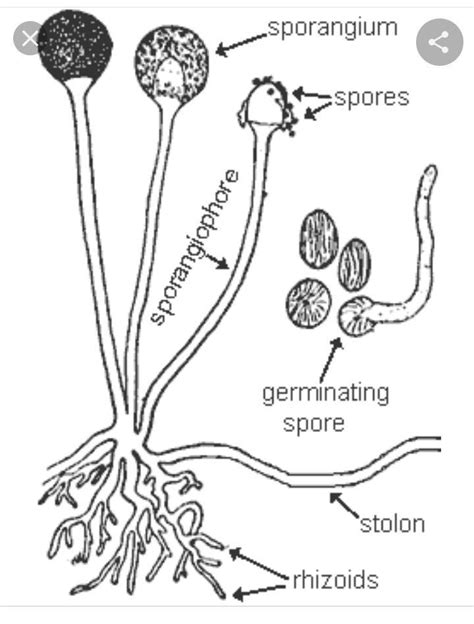 Structure Physiology Fungi Anatomy Mold Diagram Stock Off