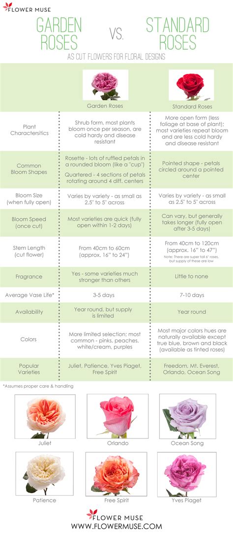 Types Of Roses Garden Roses Vs Standard Roses Flower Muse Blog