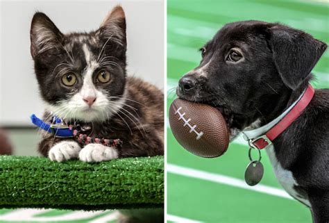 Kitten Bowl Returning Super Bowl 2023… But Will Now Include Puppies? – TVLine