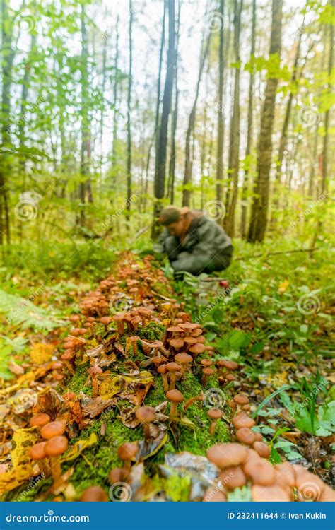 Armillaria Mellea Champignons Poussent En Grand Nombre Sur L Arbre Sous