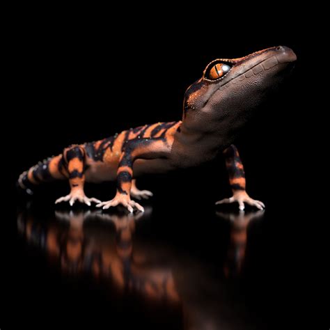 Japanese Cave Gecko - Goniurosaurus orientalis 3D model | CGTrader