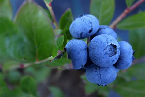 blueberry-bush | Orchard Fresh Fruit