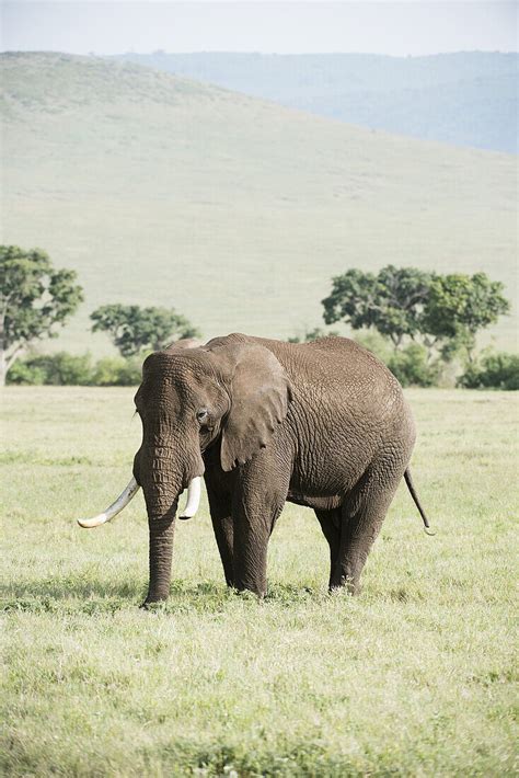 Large Bull Elephant In Ngorongoro … – License image – 13772397 lookphotos