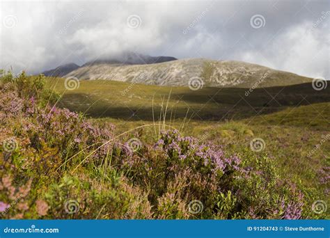 Heather In The Scottish Highlands Stock Image Image Of Scenic Purple