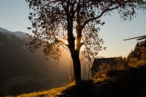 Kostenlose Foto Landschaft Baum Natur Wald Ast Licht Sonne