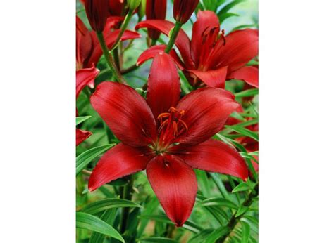 Liliom Lilium Asiatic Red Királykert Virág