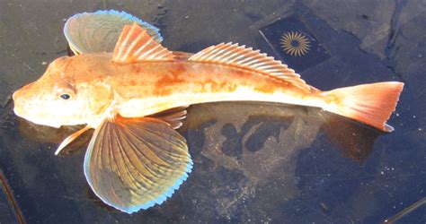 Gurnard Lyme Regis Sea Angling Club