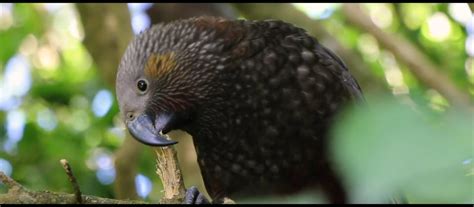 ZEALANDIA By Day Tour | Activities & Tours in Wellington, New Zealand