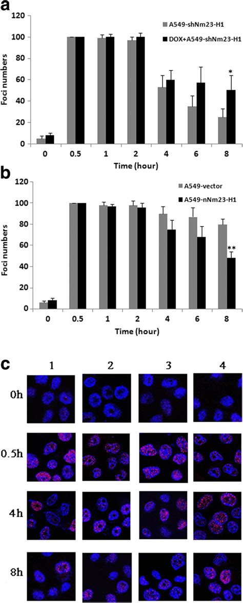 Quantification Of Dna Damage Using γ H2ax Foci Numbers All The Cells