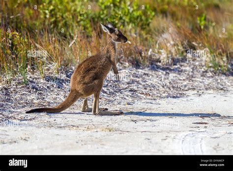 Western Grey Kangaroo Macropus Fuliginosus At Lucky Bay Cape Le