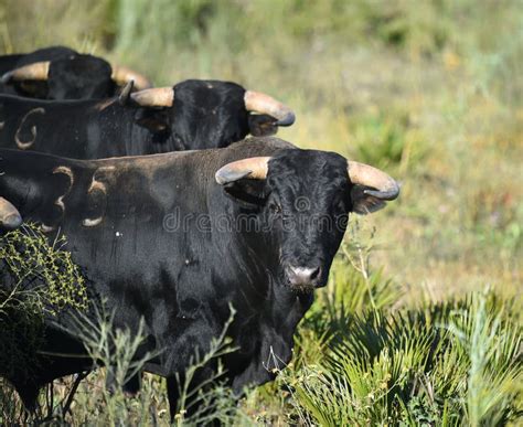 A Strong Spanish Black Bull Stock Image - Image of black, agressive ...