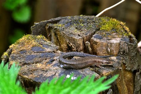 Wallpaper Tree Stump Rock Nature Grass Moss Green Wildlife