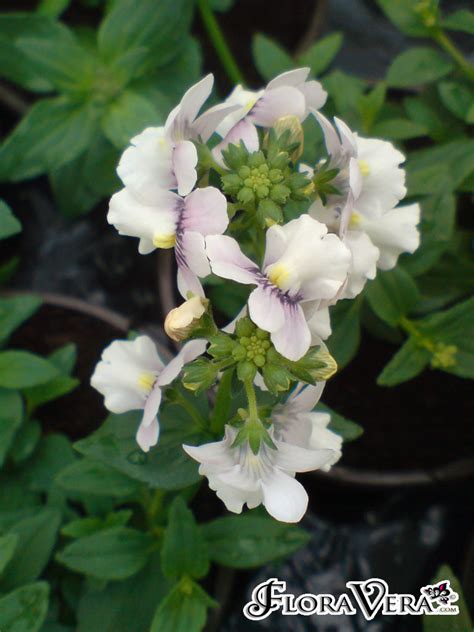 Nemesia Flower Wiki Best Flower Site