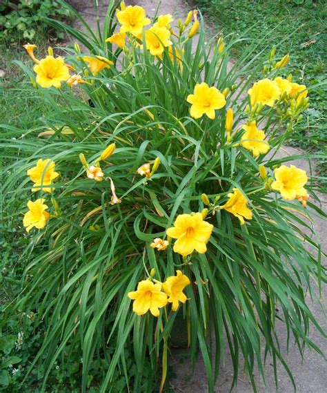 Yellow Daylily For Sale | Buy Hemerocallis Online