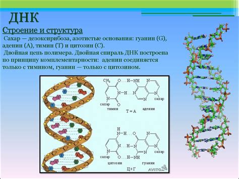 Нуклеиновые кислоты - презентация онлайн