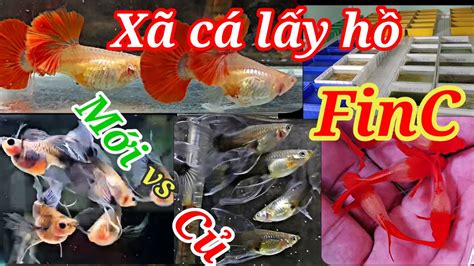 Guppy cá bảy màu 318 Dòng cá mới Xã cá dọn hồ Koi Fin C YouTube