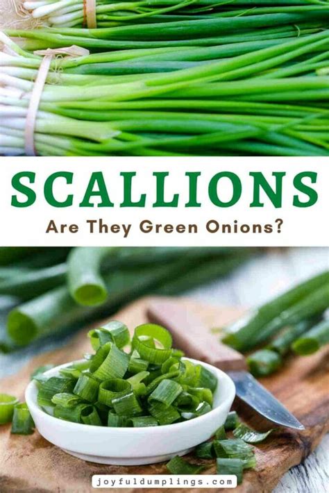 What Are Scallions And Green Onions Joyful Dumplings