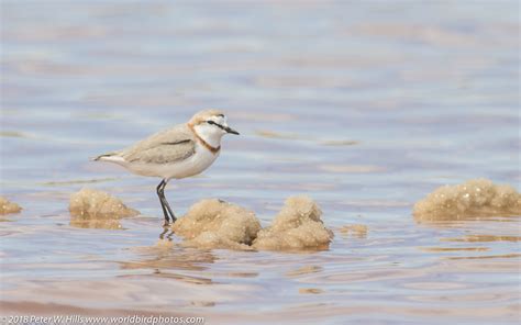 Plover Chestnut-Banded (Charadrius pallidus) - Cape West South Africa ...