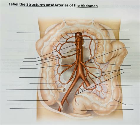 Arteries Of The Abdomen Diagram Quizlet