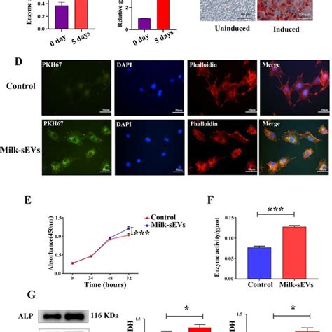 Milk Sevs Promoted The Proliferation And Differentiation Of Download Scientific Diagram