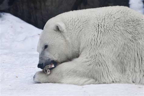 Polar bear with a meat stock image. Image of maritimus - 23629395