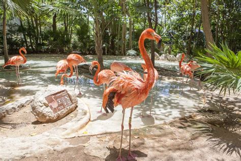 Flamant Rose En Parc De Xcaret Photo Stock éditorial Image Du Jungle