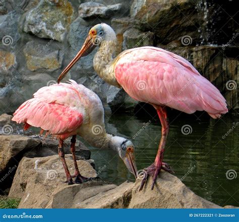 Roseate Spoonbill Platalea Ajaja Stock Image Image Of Roseate