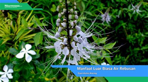 Manfaat Luar Biasa Air Rebusan Daun Kumis Kucing Rahasia Kesehatan