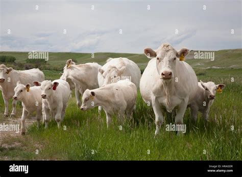 White Charolais Cattle In A Green Pasture Charolais Are Popular For