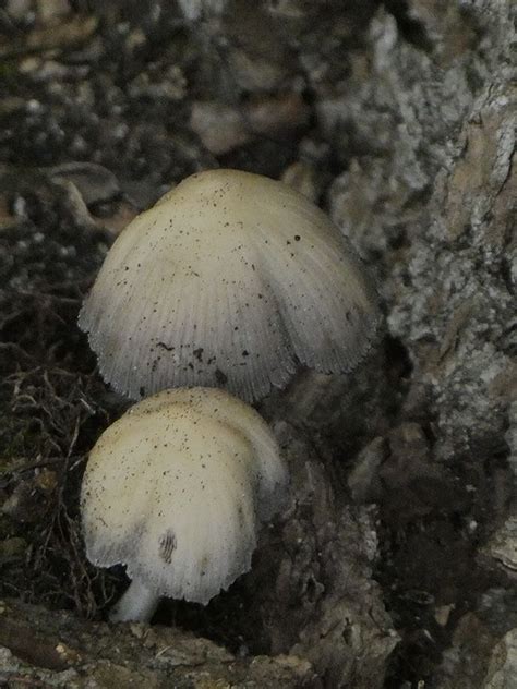 Mica Cap Coprinellus Micaceus Photo By Margot Avey