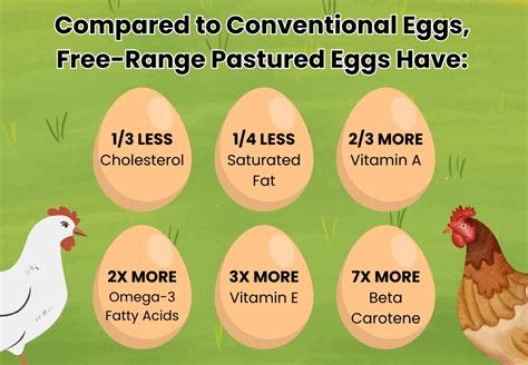 The Difference Between Pastured Organic And Free Range Eggs Delishably