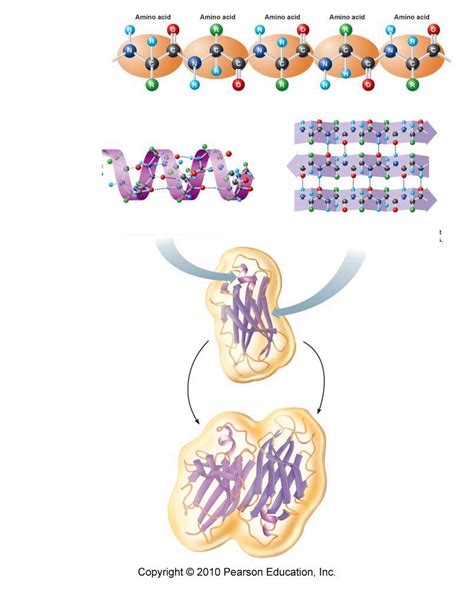 Protein Structures Diagram | Quizlet