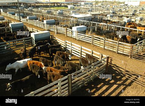 Oklahoma City Ok Oklahoma Oklahoma National Stockyard Cattle Cows