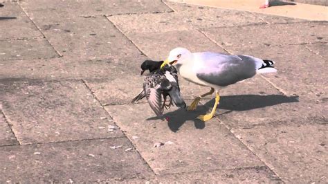 Чайка ест голубя/Seagull eats pigeon - YouTube