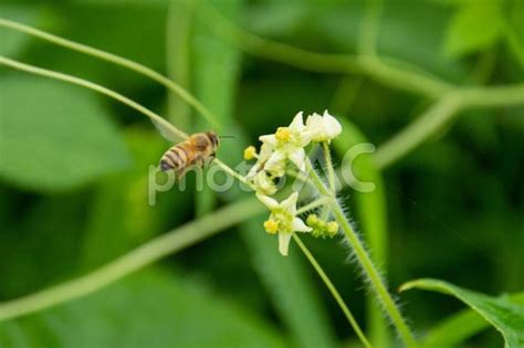 花の蜜や花粉を集める みつばち No 22544429｜写真素材なら「写真ac」無料（フリー）ダウンロードok