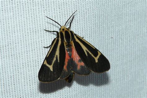 New Jersey Moths 2015 Flickr