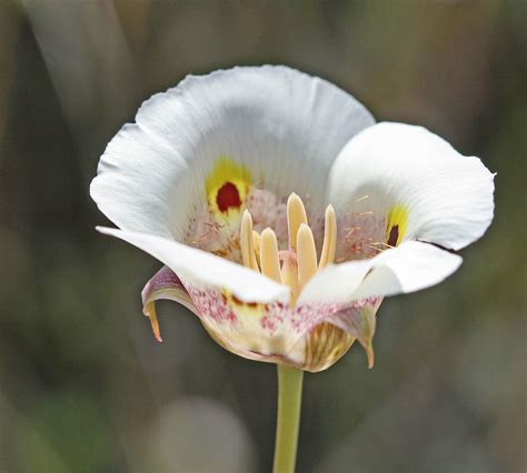 Mariposa Lily Copy Yellow Mariposa Lilly Calochortus Supe Flickr