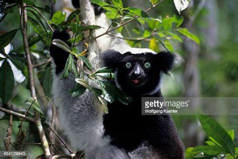 947 Madagascar Rainforest Plants Stock Photos High Res Pictures And