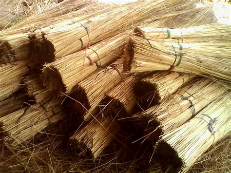 Thatching Grass Meaning Markanthonystudios Net