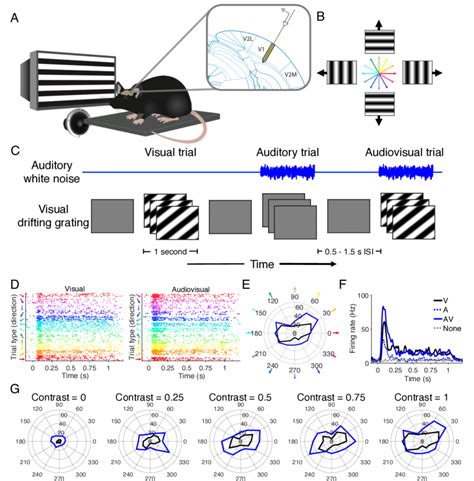 Audiovisual Stimulus Presentation A Diagram Left Demonstrating Download Scientific