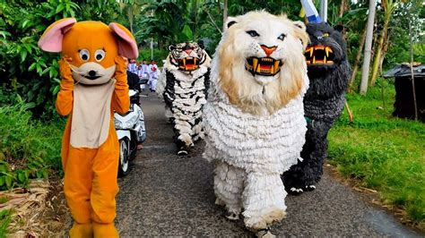 Can Macanan Singo Raung Cilik Di Undang Acara Haflatul Imtihanan