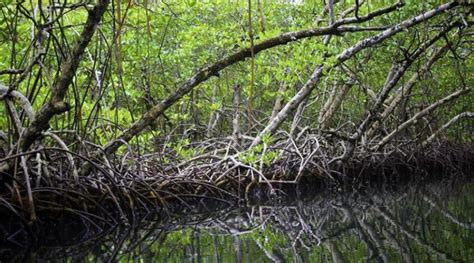 More Than Half Of All Mangrove Ecosystems At Risk Of Collapse By 2050