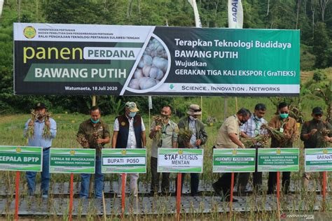 Kementan Dorong Napu Di Sulteng Jadi Sentra Produksi Bawang Putih