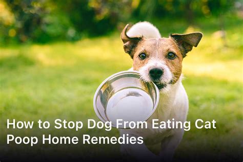 How To Stop Dog From Eating Cat Poop Home Remedies