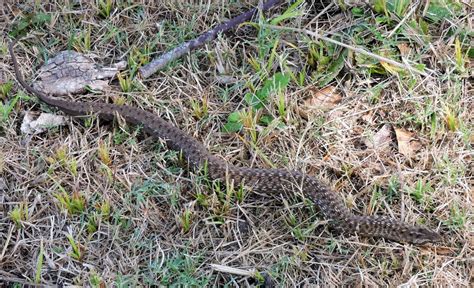 Coastal House Snake From Melo Departamento De Cerro Largo