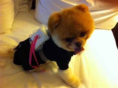 Pomeranian Puppy Training | Dog Pictures