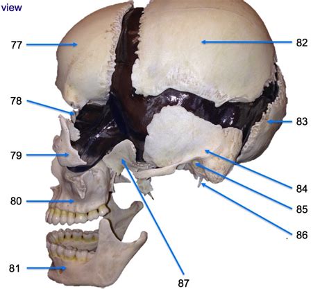 Beauchene Skull Lateral View Diagram Quizlet