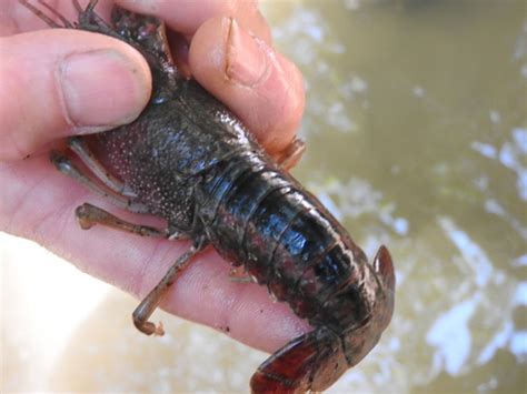 White River Crayfish Crayfishes Of Alabama · Inaturalist