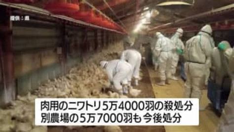 鹿児島・長島町の養鶏場 ニワトリの殺処分を開始 高病原性鳥インフルエンザ疑い