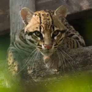 Ocelot - Facts, Diet, Habitat & Pictures on Animalia.bio